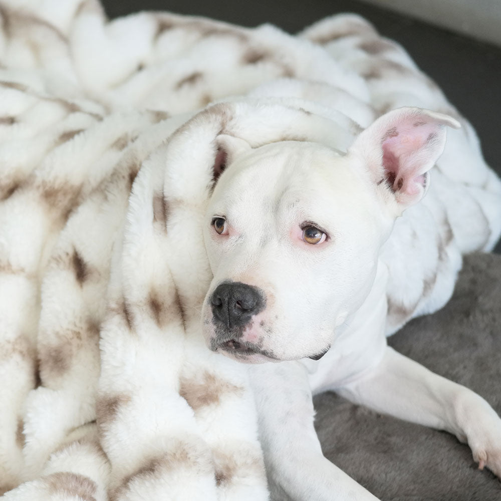 Ivory and Brown Companion Ruche Luxury Dog Blanket
