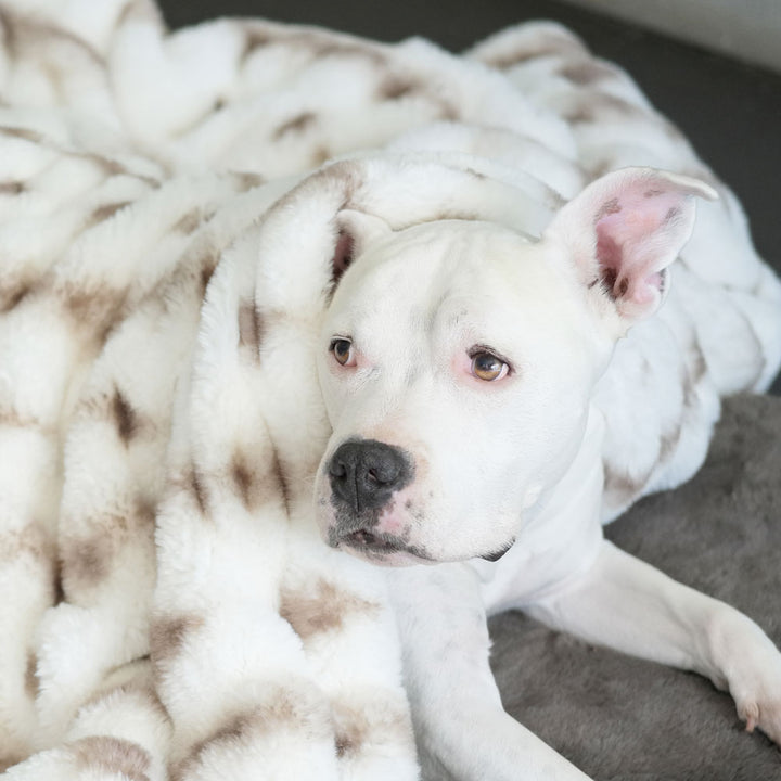 Ivory and Brown Companion Ruche Luxury Dog Blanket