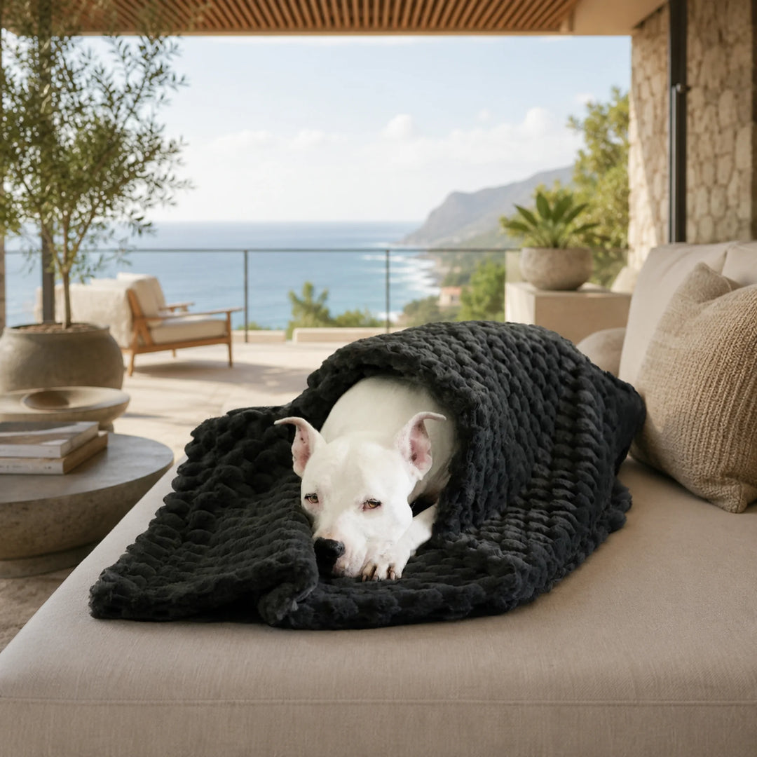 Animals Matter Katie Encore Blanket plush faux fur dog blanket in charcoal, wrapped around a white Companion on a chaise with coastal ocean views.