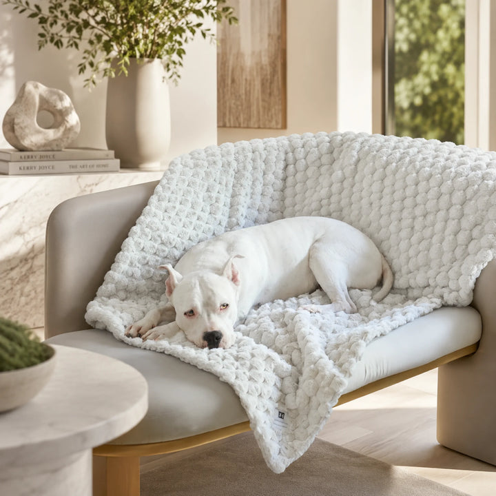 Animals Matter Katie Encore Blanket plush faux fur dog blanket in pearl gray, styled on a sofa with a white Companion in a light neutral living room.