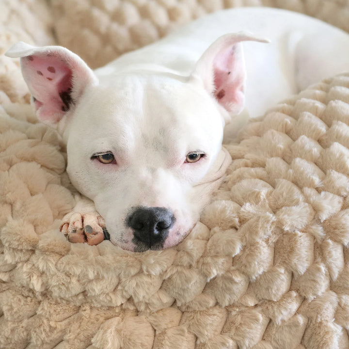 Animals Matter Katie Encore Ortho Puff luxury orthopedic dog bed close-up, featuring a white dog resting on camel plush faux fur.