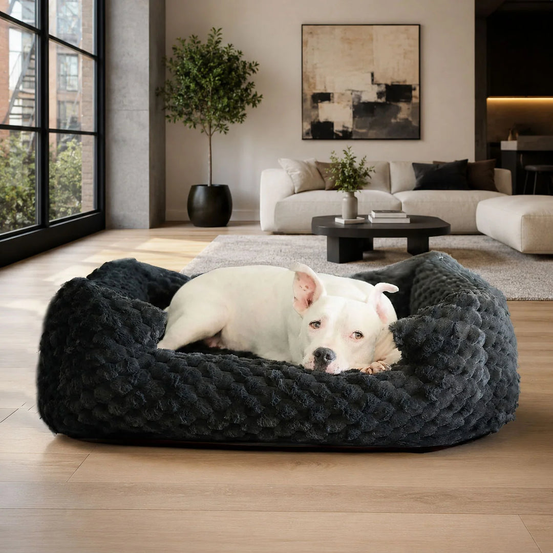 Animals Matter Katie Encore Ortho Lounger luxury orthopedic dog bed in charcoal, featuring a white Companion stretched out in a modern living room.
