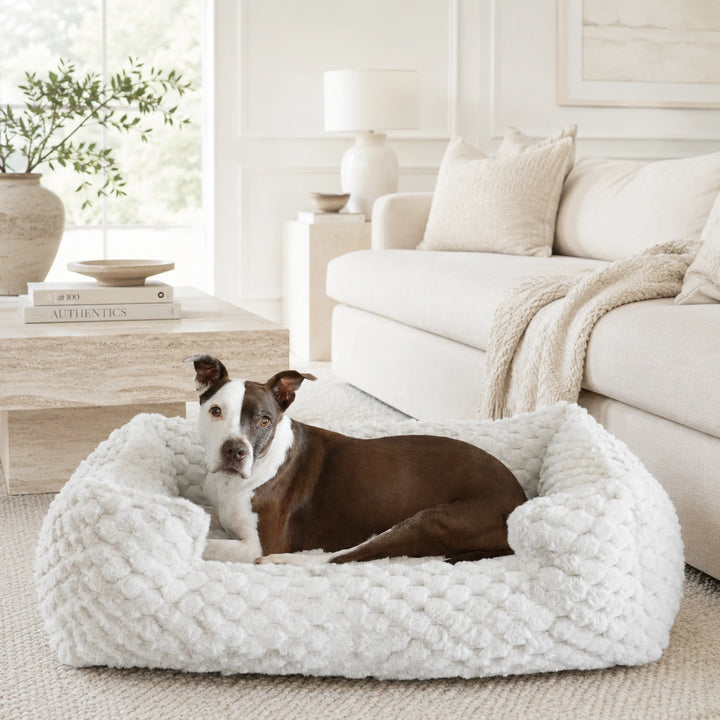 Animals Matter Katie Encore Ortho Lounger luxury orthopedic dog bed in pearl gray, with a brown-and-white dog relaxing beside a neutral sofa.