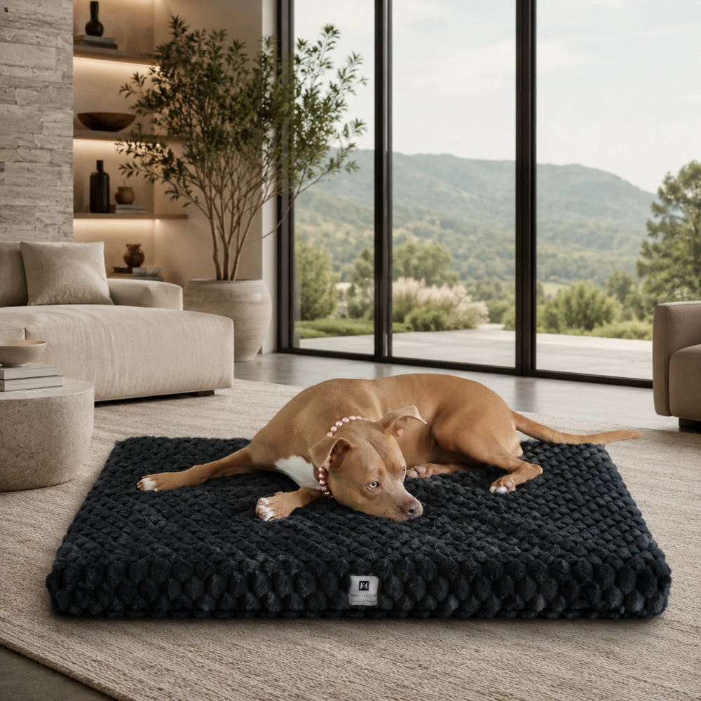 Animals Matter Katie Encore Ortho Rectangle luxury orthopedic dog bed in charcoal, with a tan Companion reclining on a plush flat bed in a mountain-view room.