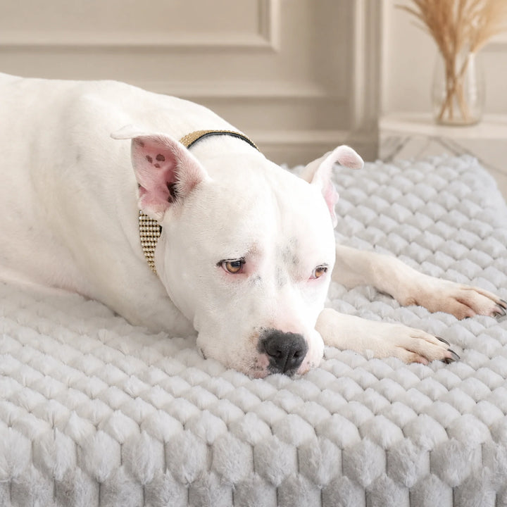 Animals Matter Katie Encore Ortho Rectangle luxury orthopedic dog bed in pearl gray, featuring a white Companion resting on plush faux fur.