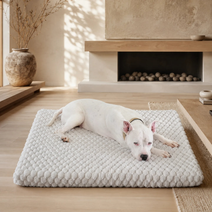 Animals Matter Katie Encore Ortho Rectangle luxury orthopedic dog bed in pearl gray, with a white dog stretched out on a plush bed near a modern fireplace.