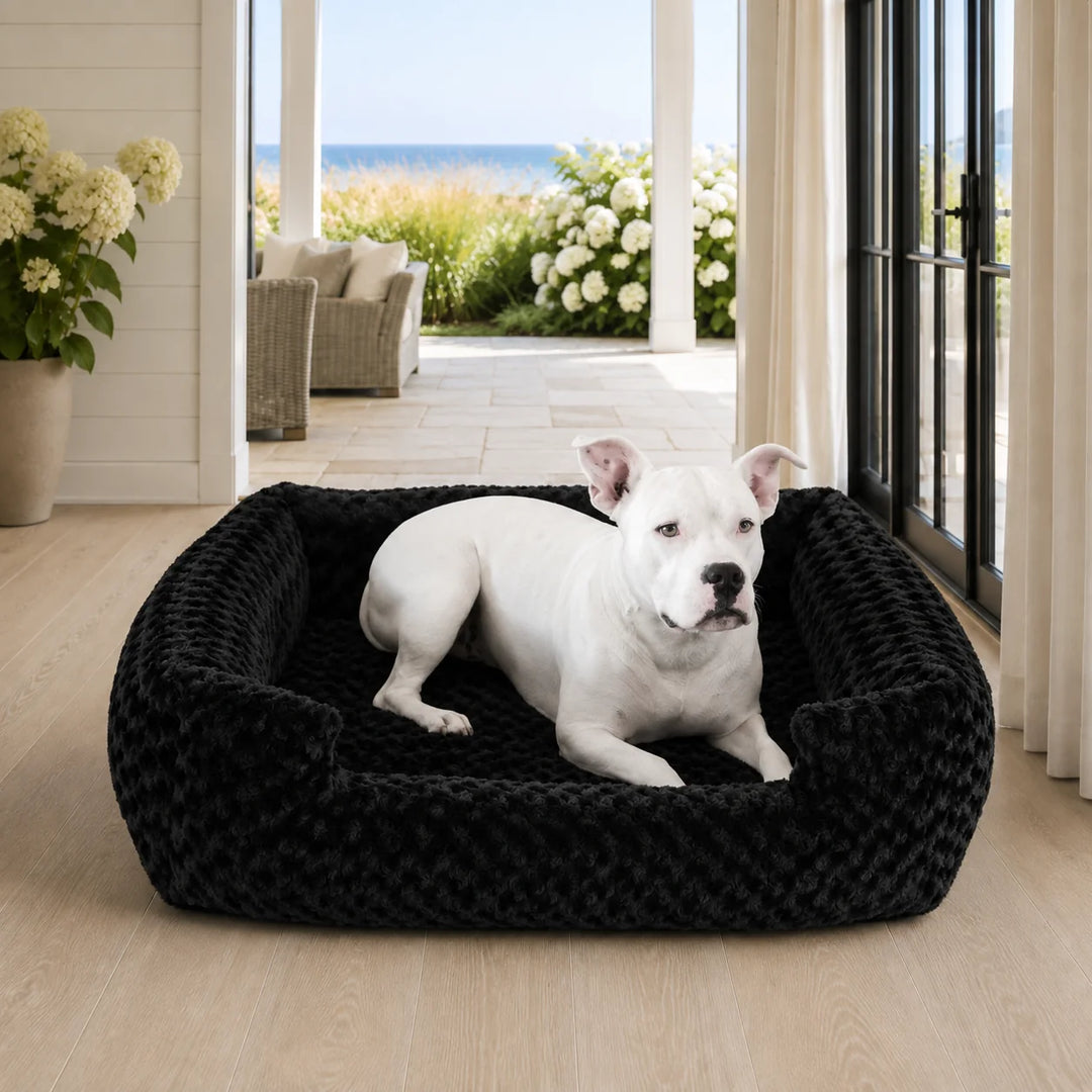 Animals Matter Katie Puff® Companion-Pedic® Ortho Lounger in Black, featuring a white dog resting on a plush luxury orthopedic dog bed in a bright coastal home.