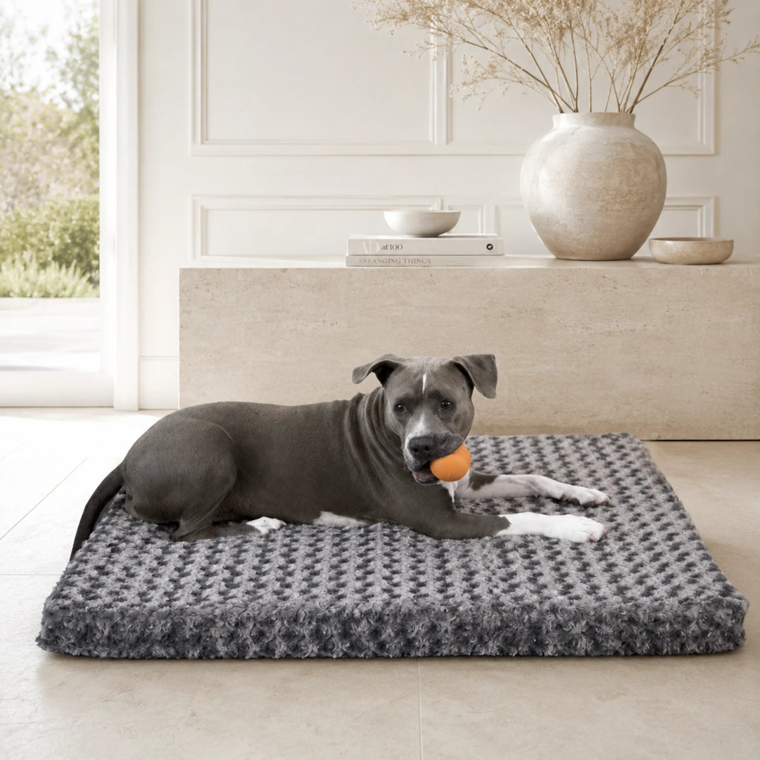 Animals Matter Katie Ortho Rectangle luxury orthopedic dog bed in charcoal faux fur, featuring a gray Companion with a toy in a neutral home interior.