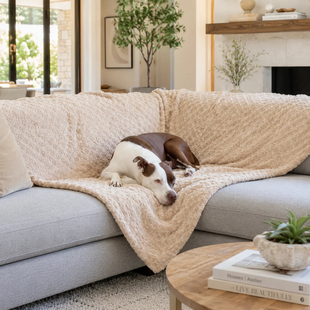 Animals Matter Katie Puff Blanket luxury dog blanket in Camel, draped over a sofa with a Companion resting in a bright, refined living room