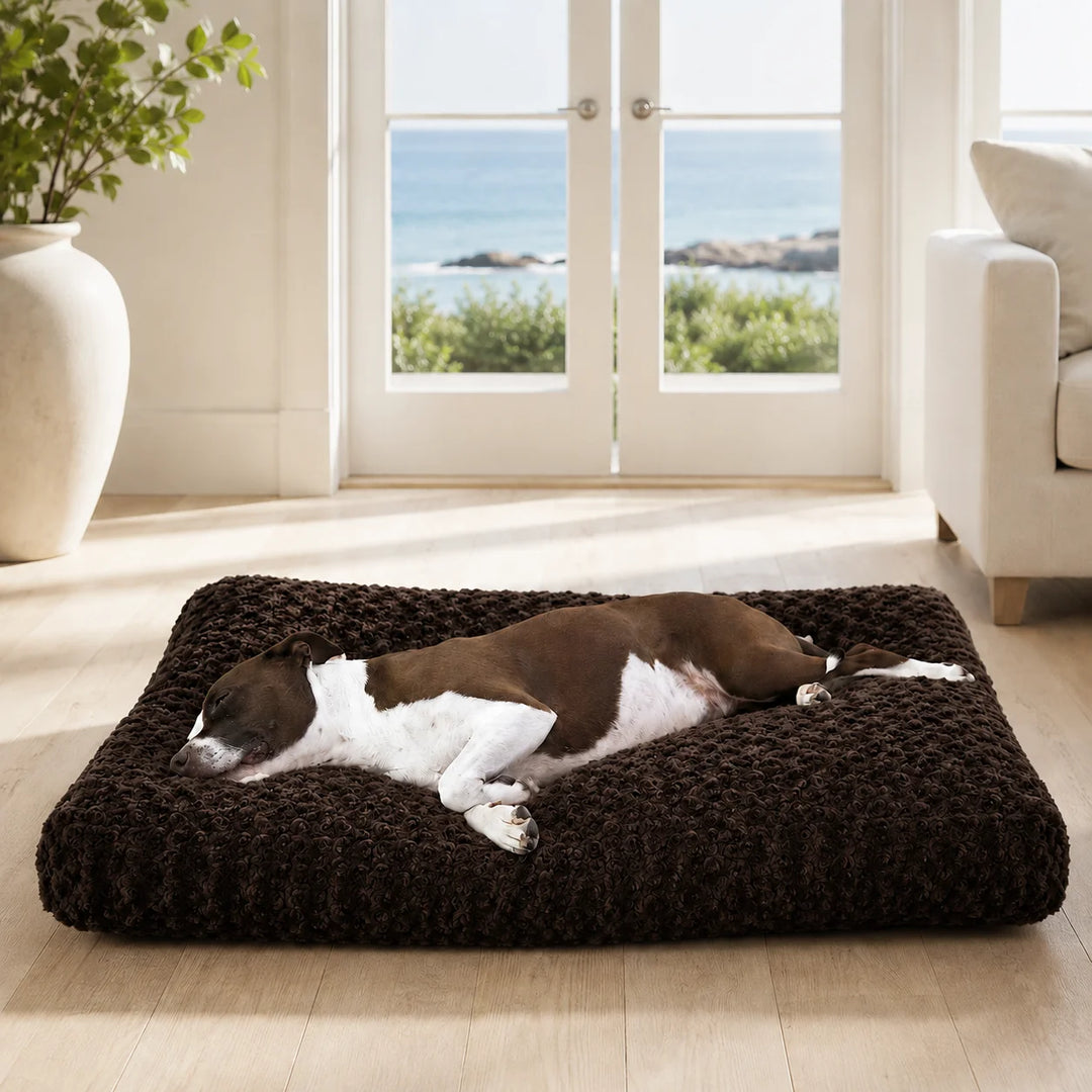 Animals Matter Katie Puff® Floor Pillow in Chocolate, featuring a brown-and-white dog resting on a plush luxury dog bed in a bright coastal home.