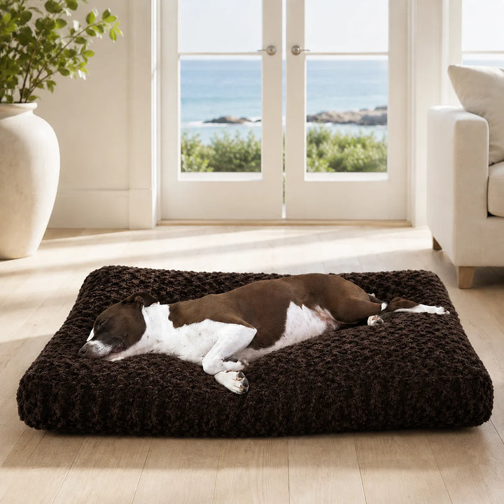 Animals Matter Katie Puff® Floor Pillow in Chocolate, featuring a brown-and-white dog resting on a plush luxury dog bed in a bright coastal home.