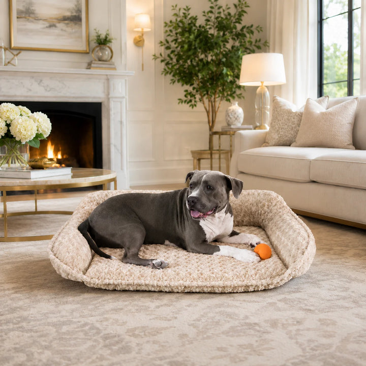 Animals Matter Katie Puff Sydney luxury orthopedic dog bed in Camel, featuring a Companion relaxing in a plush bed within a refined living room.