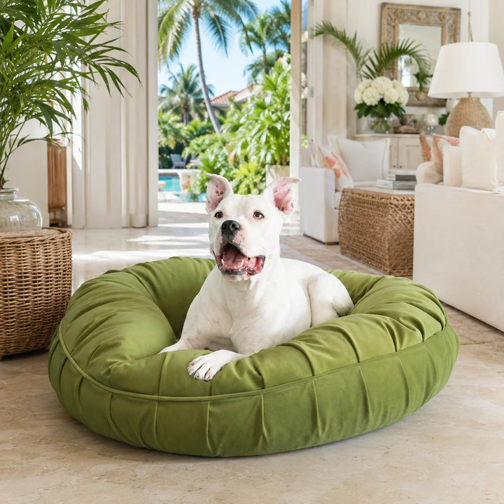 Animals Matter L.A. Dog Company® Ali Donut® Celery luxury donut dog bed in a tropical living room, featuring a white Companion sitting in an olive green bed.