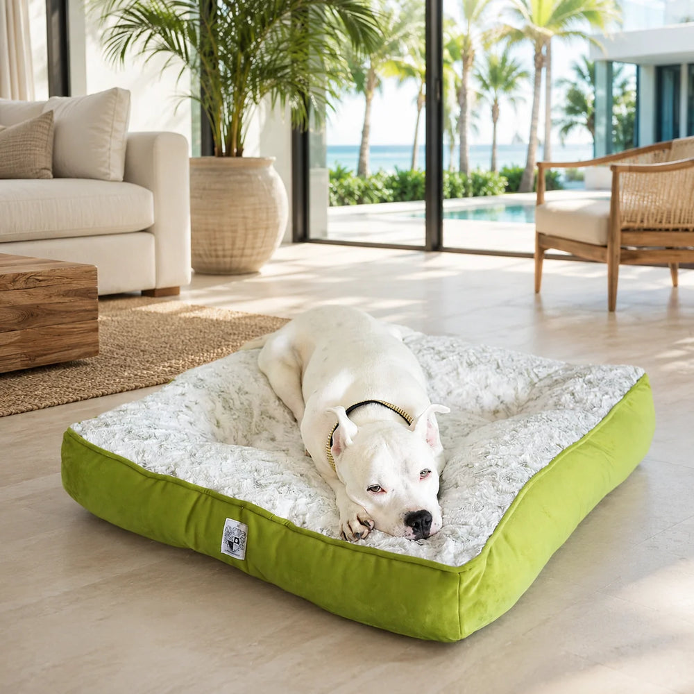 Animals Matter LA Dog Company® Pearl Leopard® Ortho Square™ Celery Leopard luxury orthopedic dog bed in a coastal living room with a white Companion resting.