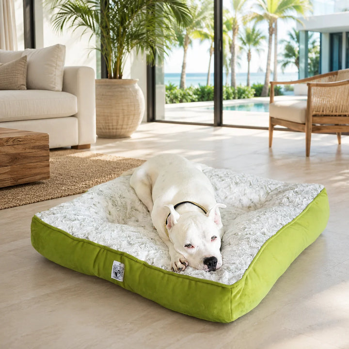 Animals Matter LA Dog Company® Pearl Leopard® Ortho Square™ Celery Leopard luxury orthopedic dog bed in a coastal living room with a white Companion resting.