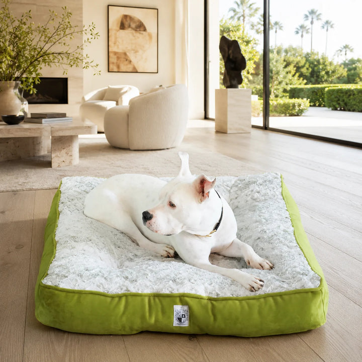 Animals Matter LA Dog Company® Pearl Leopard® Ortho Square™ Celery Leopard luxury orthopedic dog bed in a sunlit room with a white Companion relaxing.