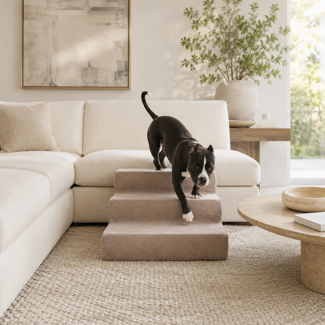 Animals Matter Mini Companion Stair 2-Step Stone dog stairs for couch in a bright neutral living room, featuring a black and white dog using stone pet steps.