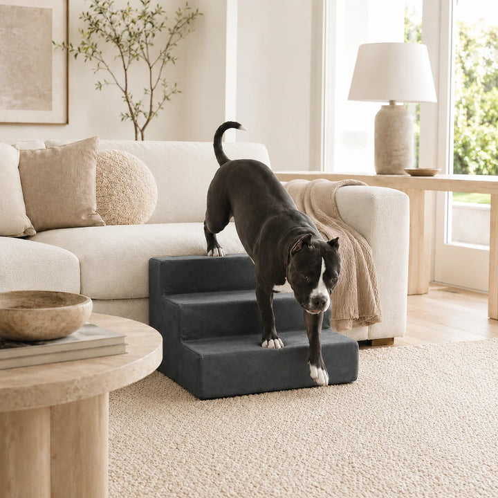 Animals Matter Mini Companion Stairs 3-Step Charcoal dog stairs for couch in a bright neutral living room, featuring a black and white dog using charcoal pet steps.