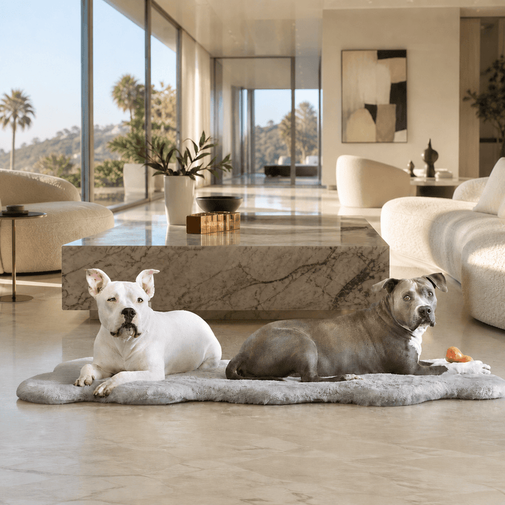 Two dogs resting in a living room on the Animals Matter Ruby Ortho Rug