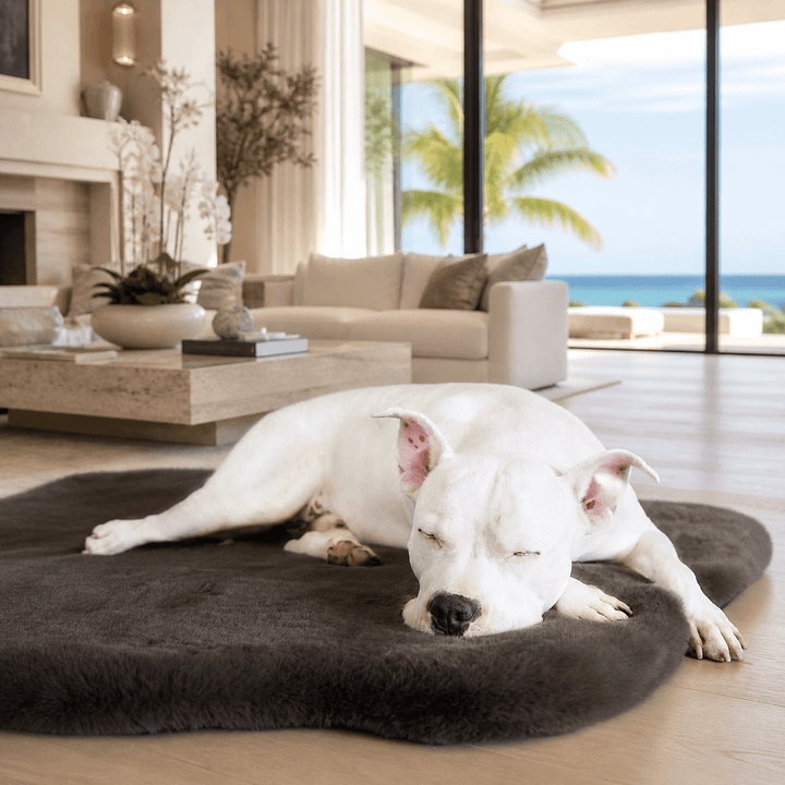 White dog lying on a fluffy rug in a bright living room. This is the Animals Matter Ruby ortho Rug in Charcoal