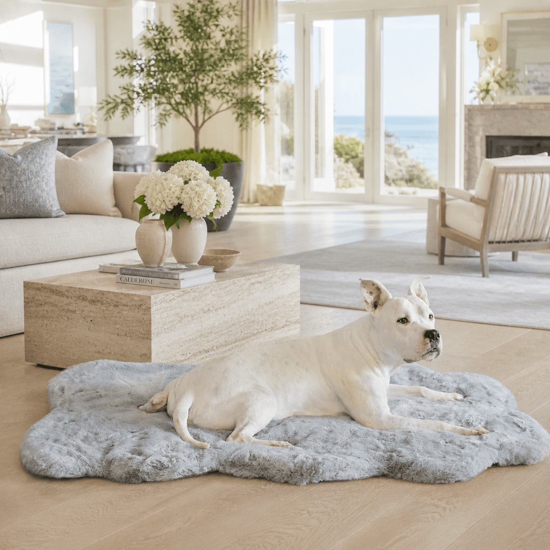 White dog lying on a fluffy rug in a bright living room. This is the Animals Matter Ruby ortho Rug in Gray.