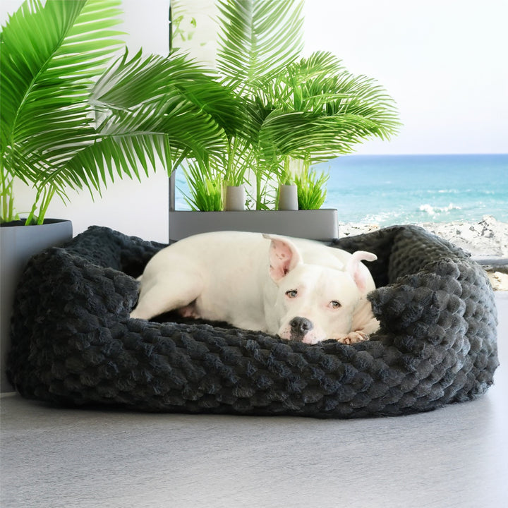 Hudson laying in his New Katie Puff® Encore Companion-Pedic® Ortho Lounger Orthopedic Luxury Dog Bed