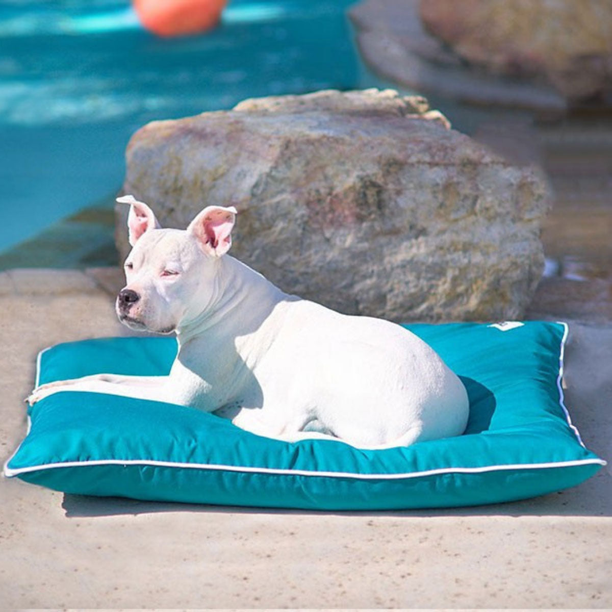 A picture of the luxury dog beds Raine Outdoor Ortho Companion-Pedic® Contour Lounger™ with Waterproof Cover in beach and the Raine Outdoor Futon® , with our models Raine , Hudson and Ali enjoying a sunny day in the best luxury dog beds 