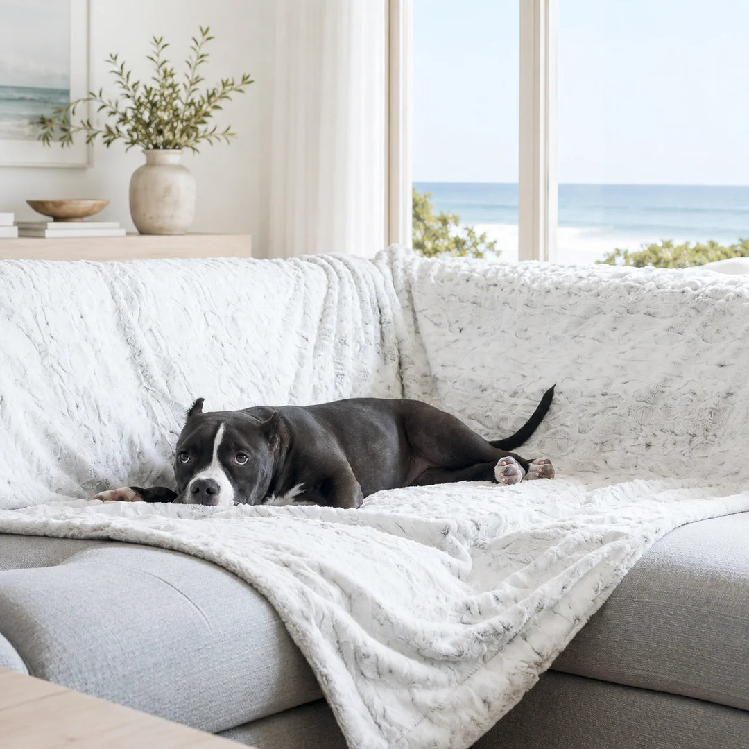 Animals Matter Pearl Leopard Faux Fur Dog Blanket luxury faux fur dog blanket on a sectional sofa, featuring a black-and-white Companion lounging by an ocean view.