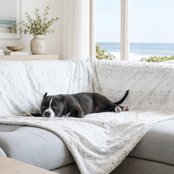 Animals Matter Pearl Leopard Faux Fur Dog Blanket luxury faux fur dog blanket on a sectional sofa, featuring a black-and-white Companion lounging by an ocean view.