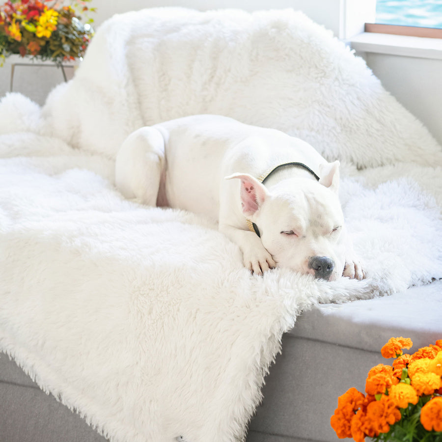 Hudson lying on the New: Animals Matter® Roxy Luxura-Protect™ Waterproof Luxury Dog Blanket with fall themed flowers in the background
