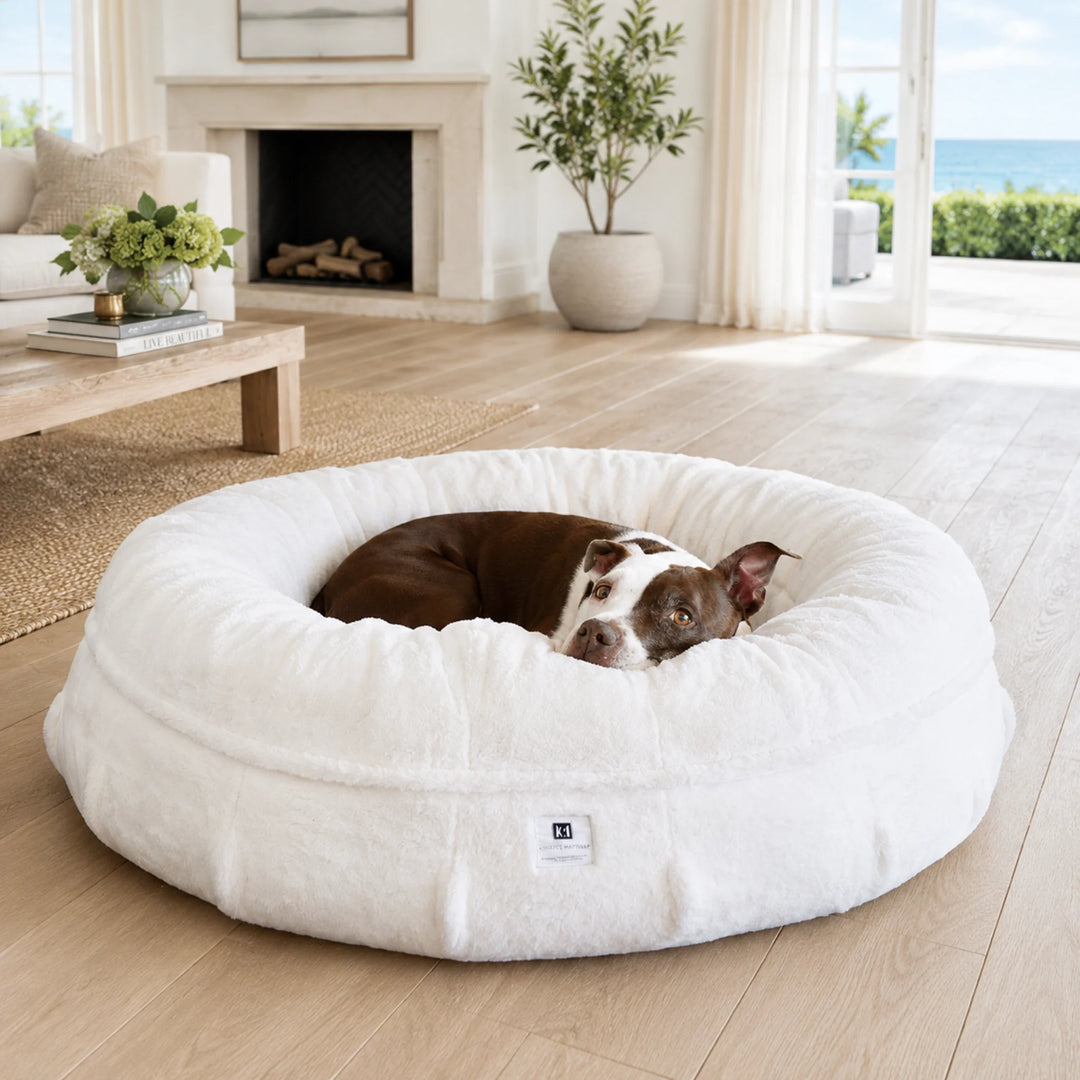 Animals Matter Raine Ortho Puff in Ivory, a luxury orthopedic dog bed featuring a brown and white Companion in a coastal living room.