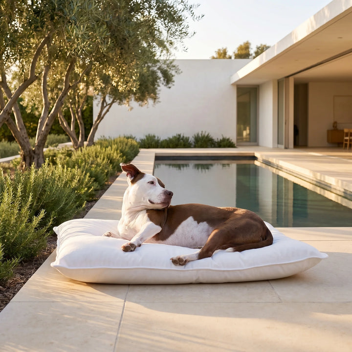 Dog lying on a white pillow by a poolside with a modern house and trees in the background