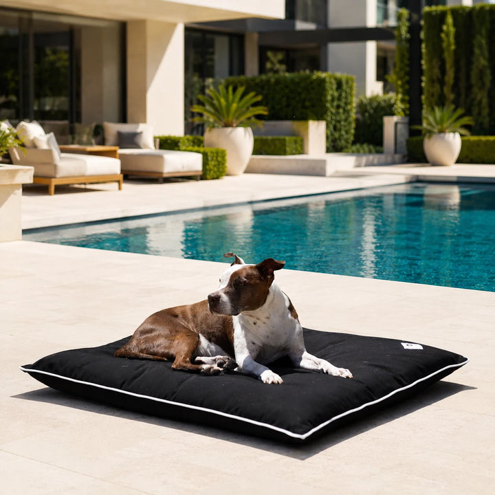 Animals Matter Raine Outdoor Futon Black luxury outdoor dog bed poolside, featuring a brown and white dog resting on a black cushion.
