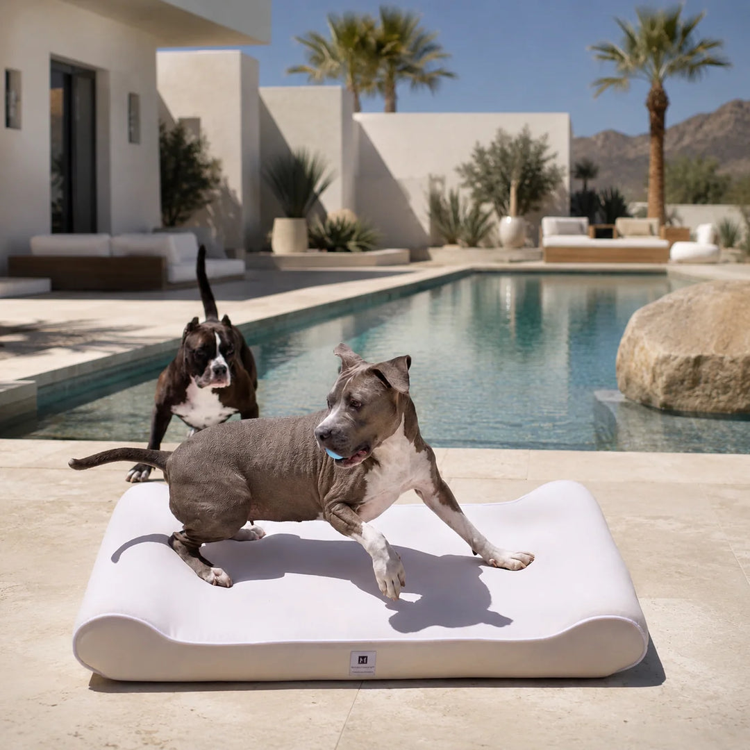 Animals Matter Raine Outdoor Ortho Companion-Pedic Contour Lounger outdoor orthopedic dog bed poolside, featuring two dogs on a white lounger patio scene.