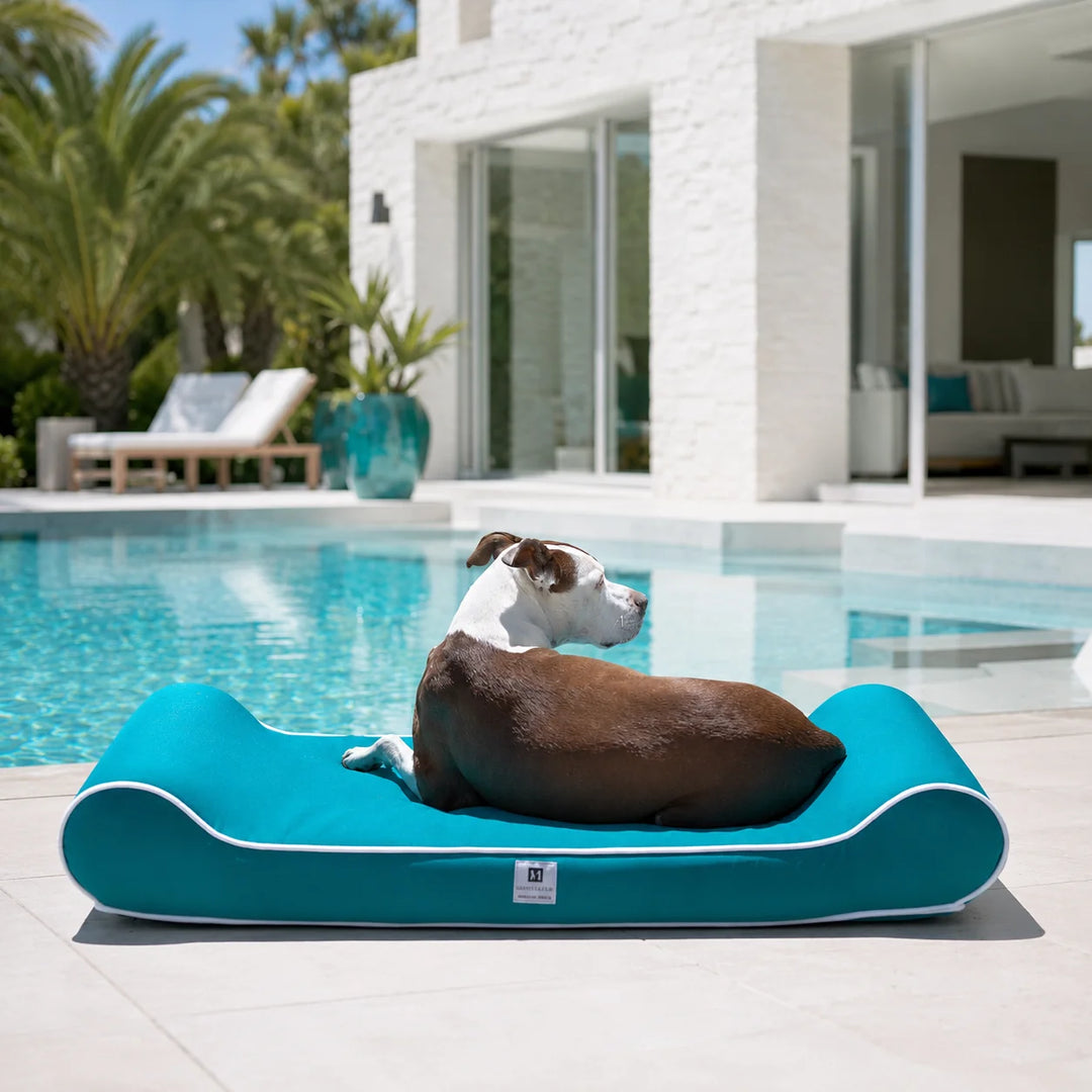 Animals Matter Raine Outdoor Ortho Companion-Pedic Contour Lounger Teal outdoor orthopedic dog bed poolside, featuring a brown and white dog on a teal lounger.