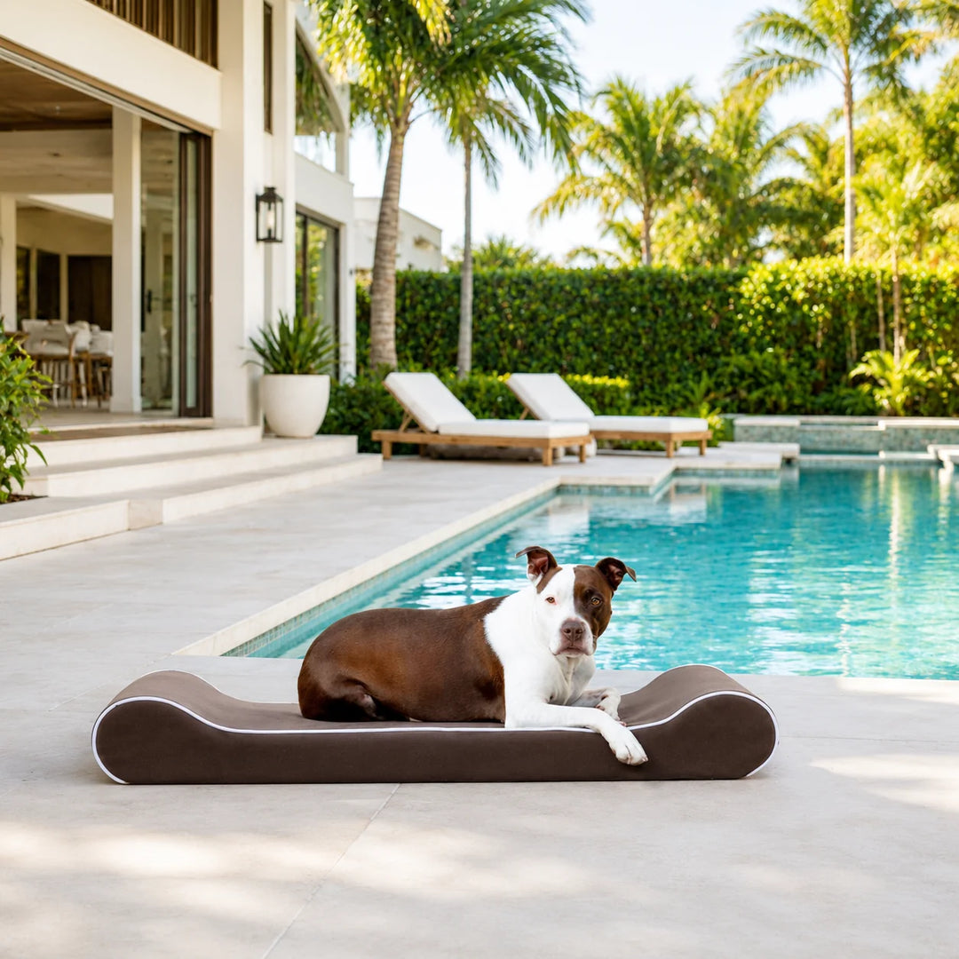 Animals Matter Raine Outdoor Ortho Companion-Pedic Contour Lounger with Waterproof Cover Chocolate outdoor orthopedic dog bed poolside with a brown and white dog on a chocolate lounger.