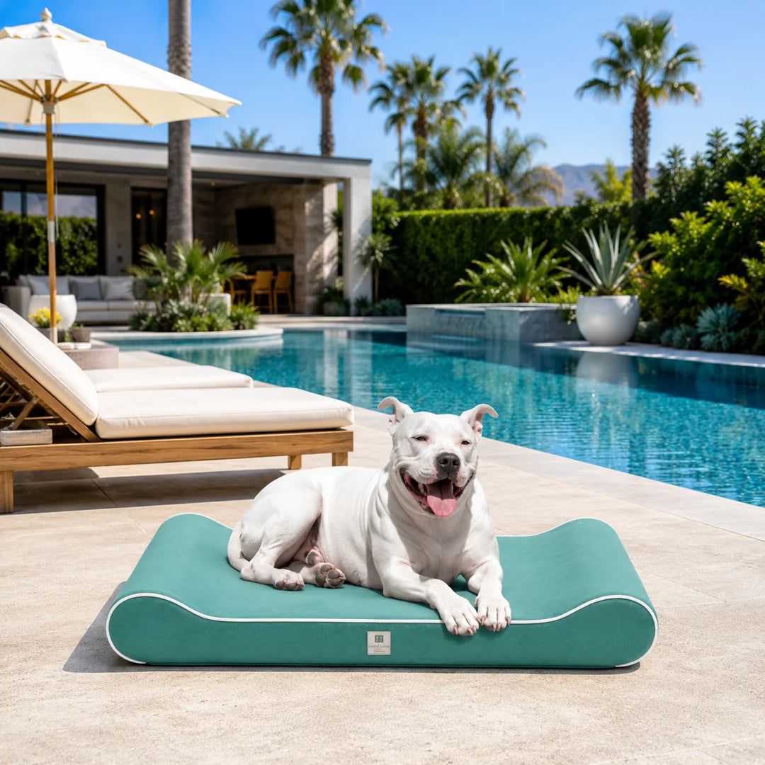 Animals Matter Raine Outdoor Ortho Companion-Pedic® Contour Lounger™ with Waterproof Cover Aqua poolside outdoor orthopedic dog bed with a white dog on an aqua lounger.