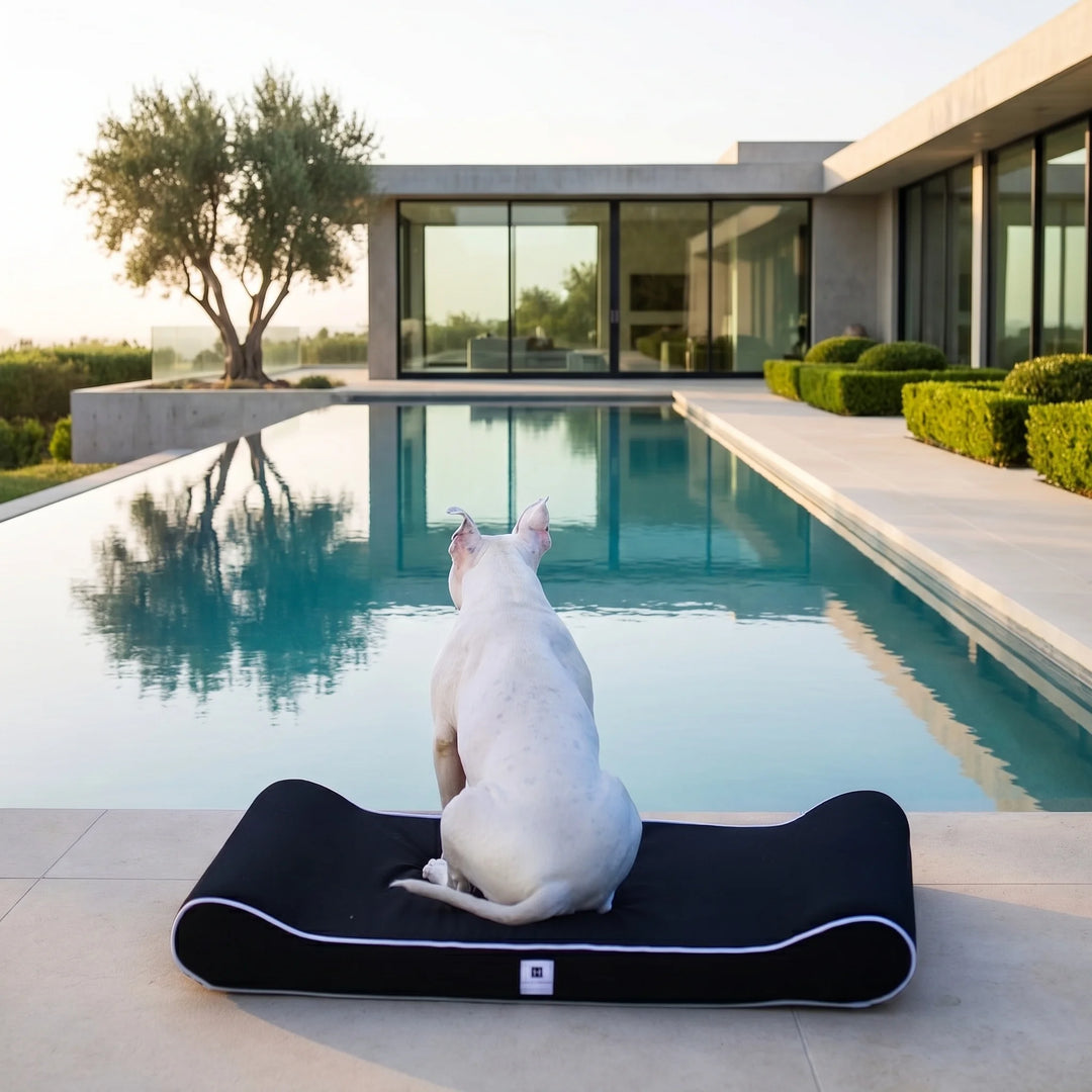 Dog sitting on a black pet mat by a pool with a modern house in the background