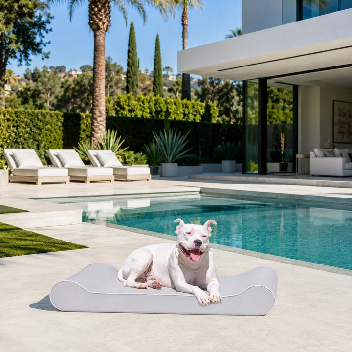 Animals Matter Raine Outdoor Ortho Companion-Pedic Contour Lounger with Waterproof Cover Gray outdoor orthopedic dog bed poolside with a white dog on a gray lounger.