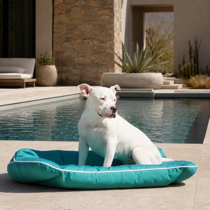 Animals Matter Raine Outdoor Sydney Companion-Pedic Luxury Dog Bed Aqua luxury outdoor dog bed poolside, featuring a white dog sitting on an aqua bolster bed.
