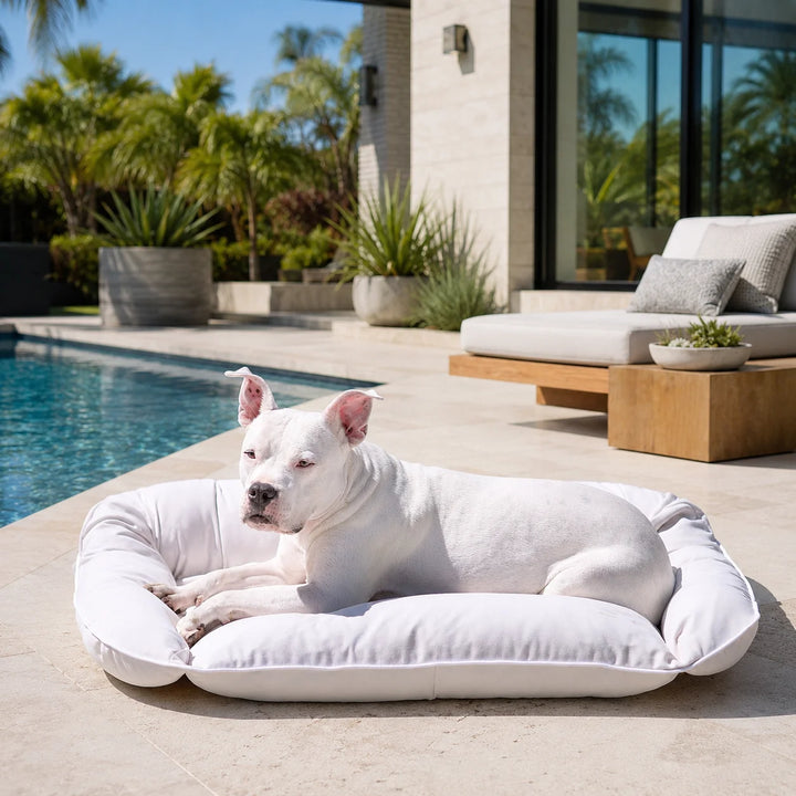 Animals Matter Raine Outdoor Sydney Companion-Pedic Luxury Dog Bed Beach luxury outdoor dog bed on a modern poolside patio, featuring a white dog on a white bolster bed.