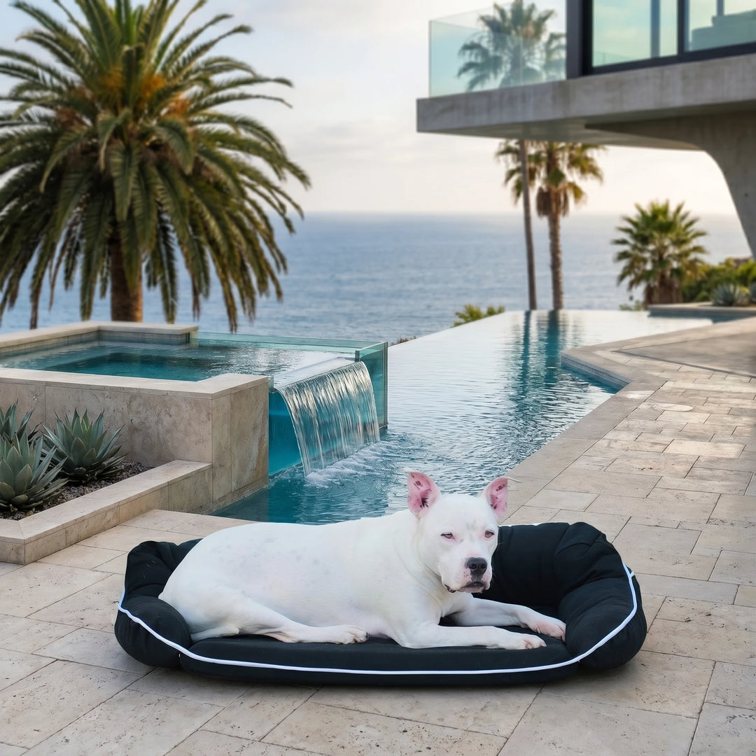 White dog lying on a black pet bed by a pool with palm trees and ocean view.