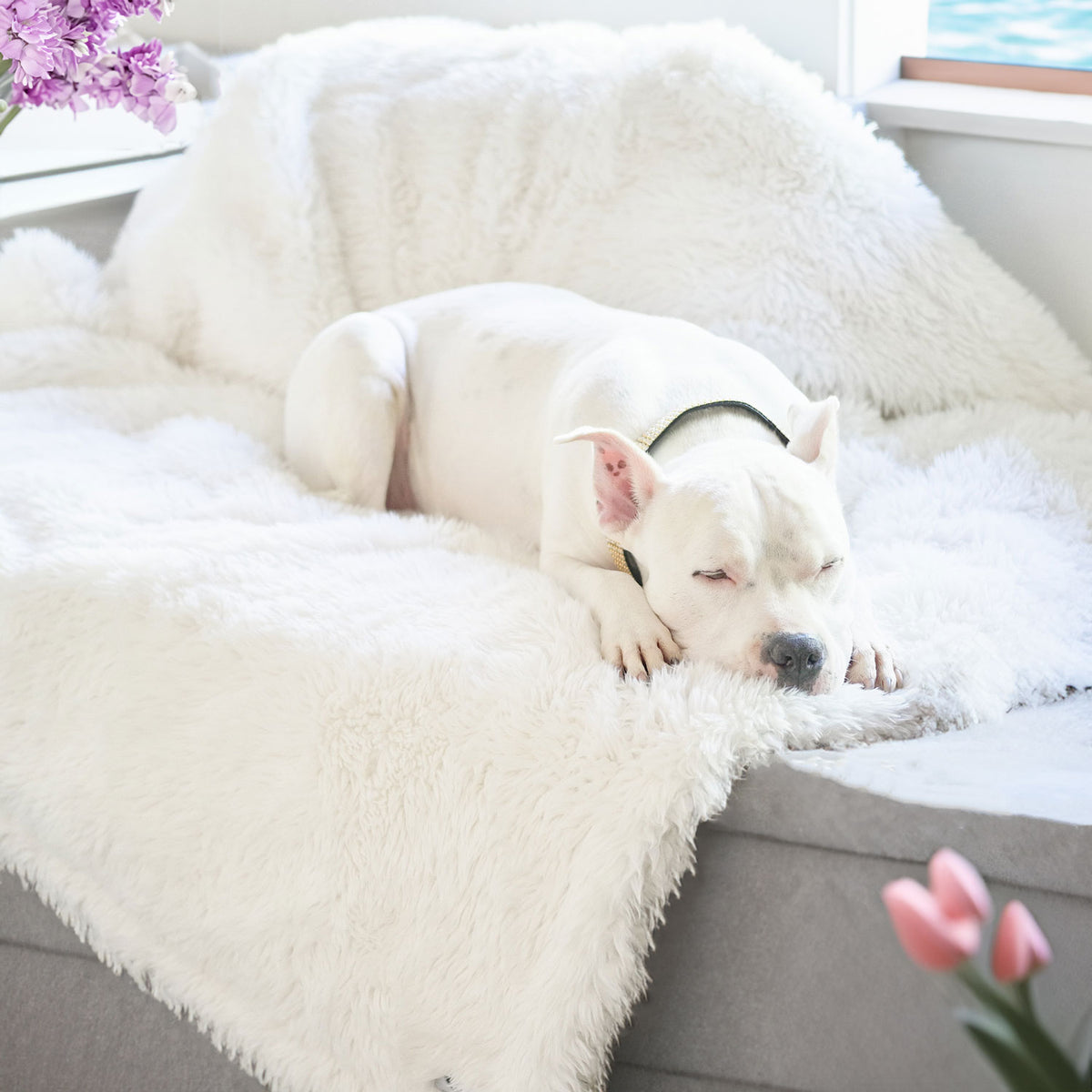 Hudson sleepin on the New Roxy Waterproof Blanket in Winter 