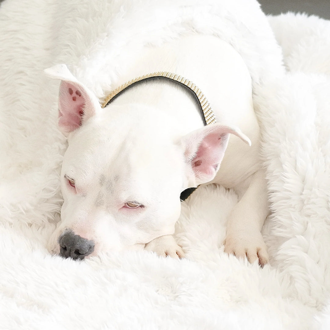 White Dogo Argentino resting peacefully on the ivory faux-fur Roxy Waterproof Dog Blanket by Animals Matter