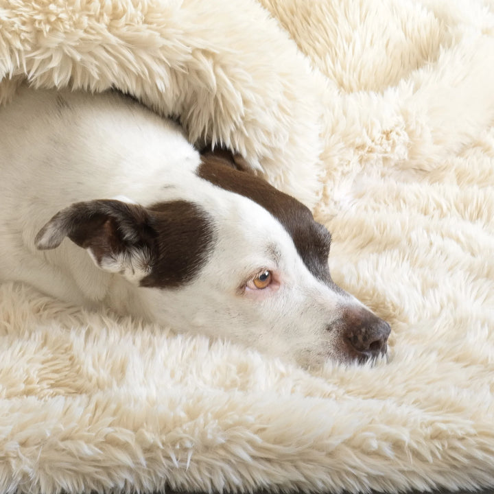 White and brown dog snuggled into the plush Beach Sand Roxy Waterproof Dog Blanket by Animals Matter