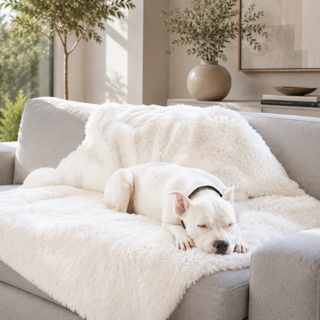 Animals Matter Roxy Waterproof Blanket waterproof dog blanket on a gray sofa, featuring a white Companion resting on plush cream faux fur in a bright living room.