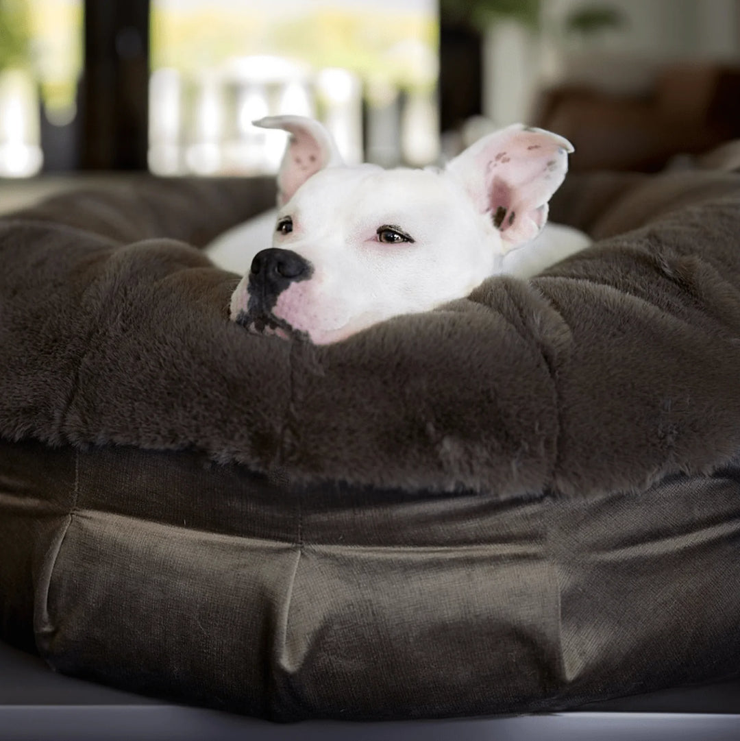 White pit bull resting head on the plush charcoal faux fur rim of the Ruby Ortho Puff orthopedic dog bed in a softly lit modern living room