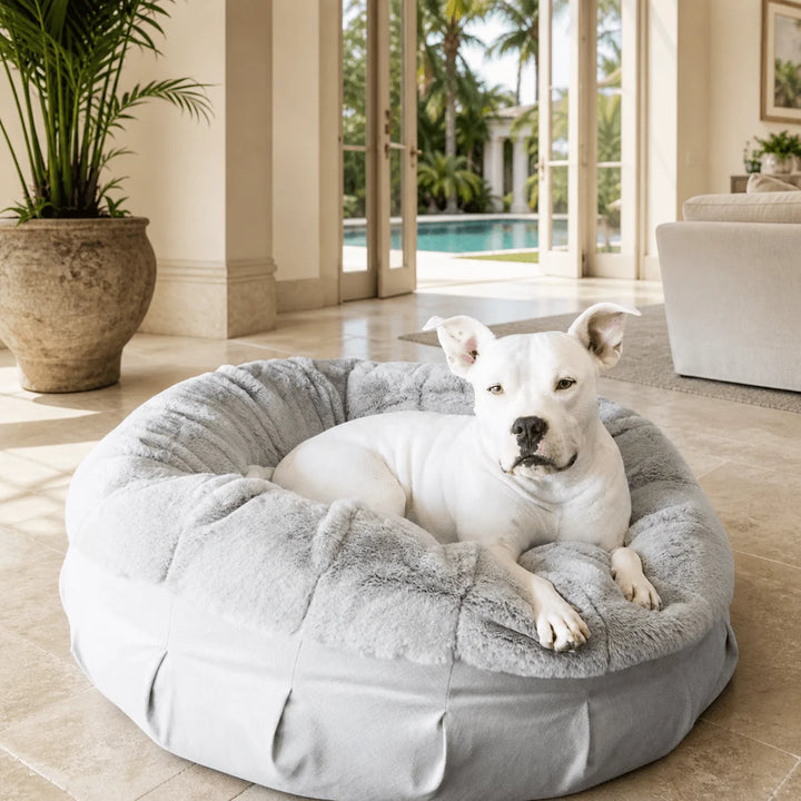 White pit bull relaxing in the plush light gray Ruby Ortho Puff orthopedic dog bed inside a sunlit luxury Palm Beach estate with poolside views