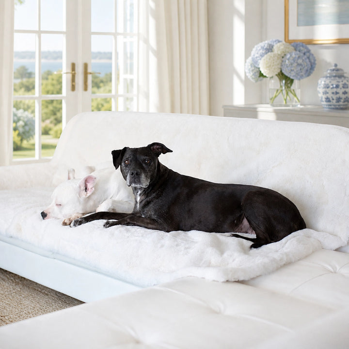 Pearl, a black terrier, and Hudson, a white boxer, are lying on the Ruby Puff® Luxury Dog Blanket in a beautiful oceanfront home in the Hamptons.