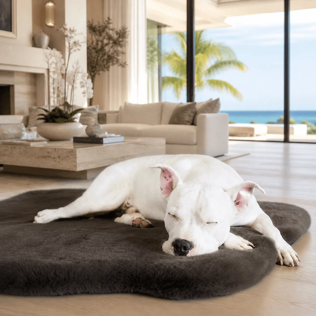White pit bull napping on the plush charcoal Ruby Puff Ortho Dog Bed Rug in a Malibu oceanfront living room with palm trees and Pacific views